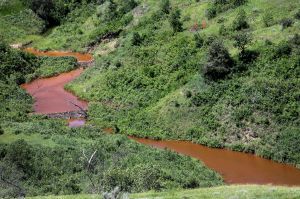 Tribal Salt Kills Beavers